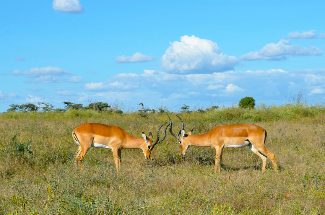 Single Origin Coffee From Kenya: A Bold Origin in Every Sip