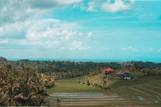 Single Origin Coffee From Sumatra: Earthy and Iconic